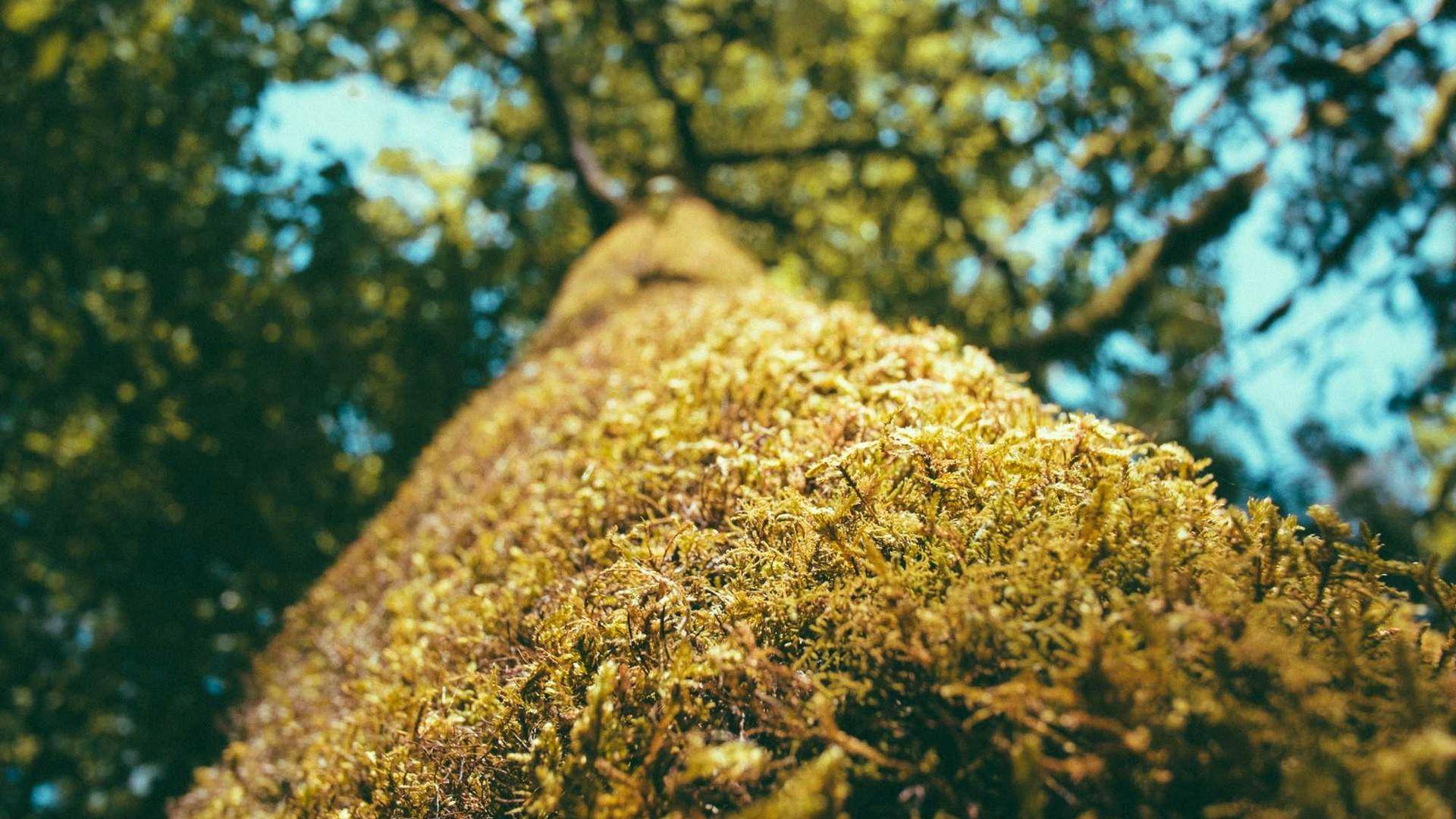 Östrands nationalpark