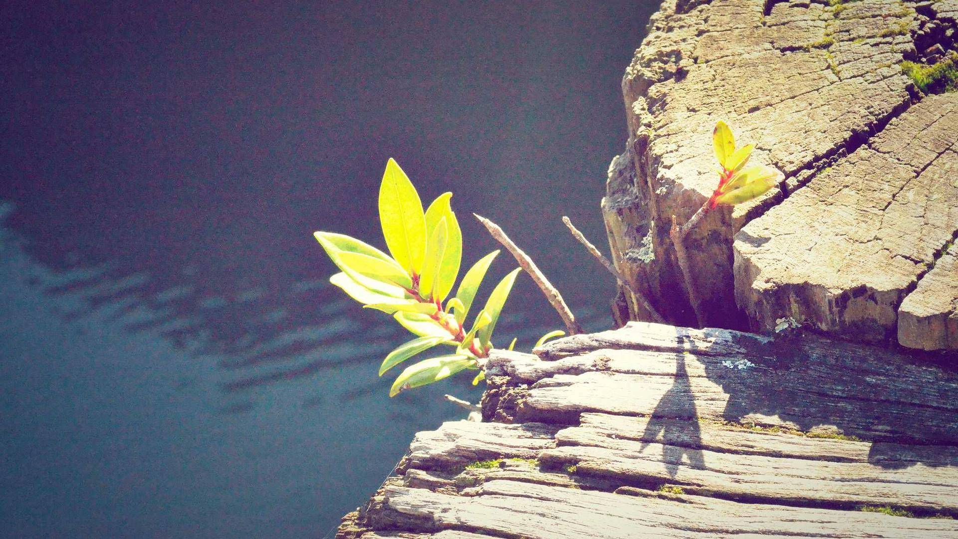 Björnlandets nationalpark